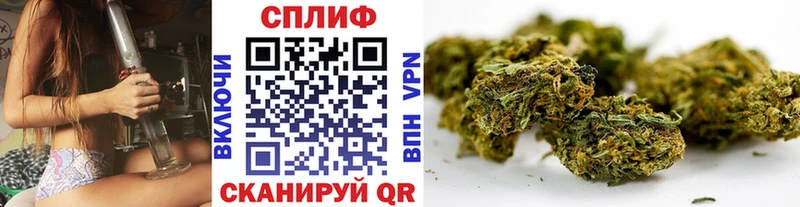 где купить   Сурск  МАРИХУАНА семена 
